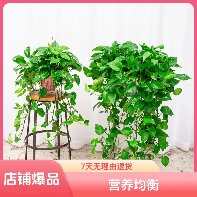 常绿长藤盆栽大盆吊兰绿植办公室盆栽除甲醛植物室内懒人易活退换