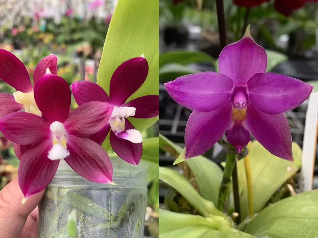 【142交144】原生苗蝴蝶兰1.7寸杯苗