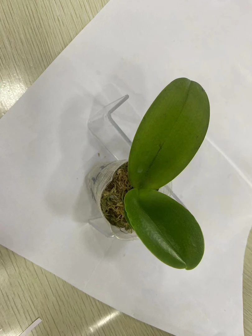 【交品蓝路徳】原生苗蝴蝶兰1.7寸杯苗