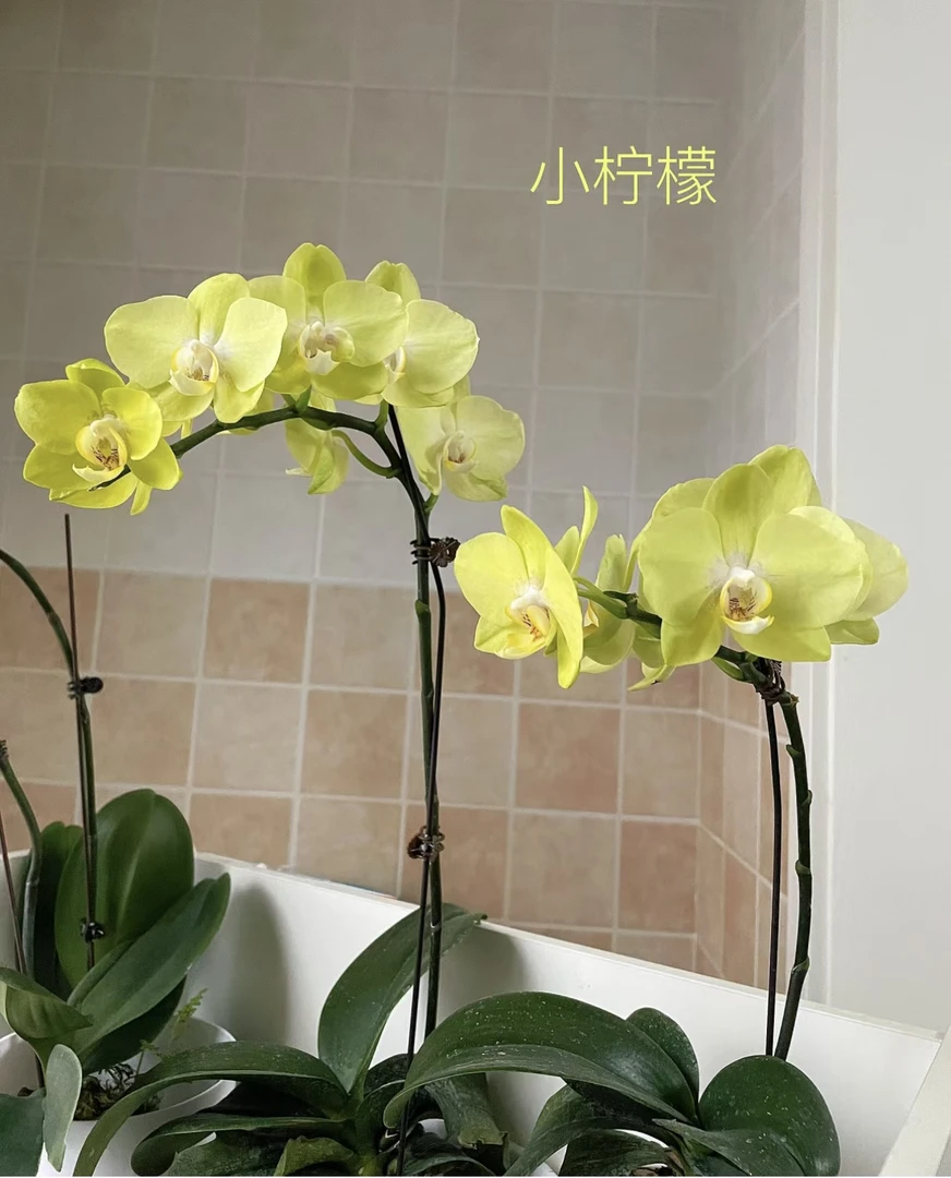 【小柠檬】蝴蝶兰 2.8寸杯苗