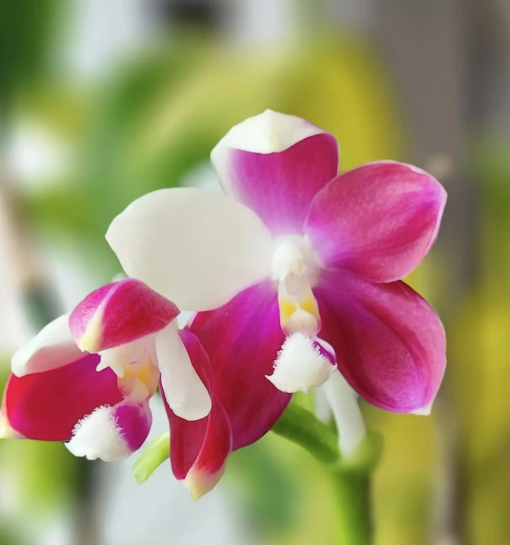 【鱼鱼交100】原生苗蝴蝶兰1.7寸杯苗