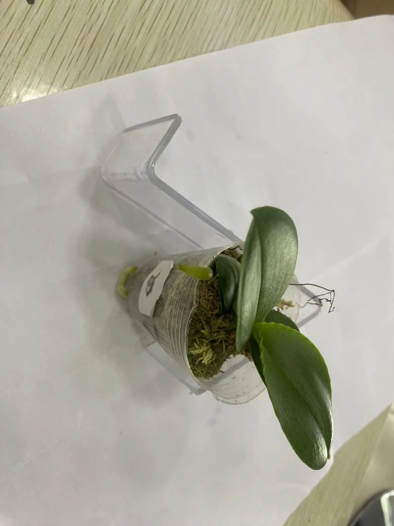 【S783】实生苗蝴蝶兰1.7寸杯苗