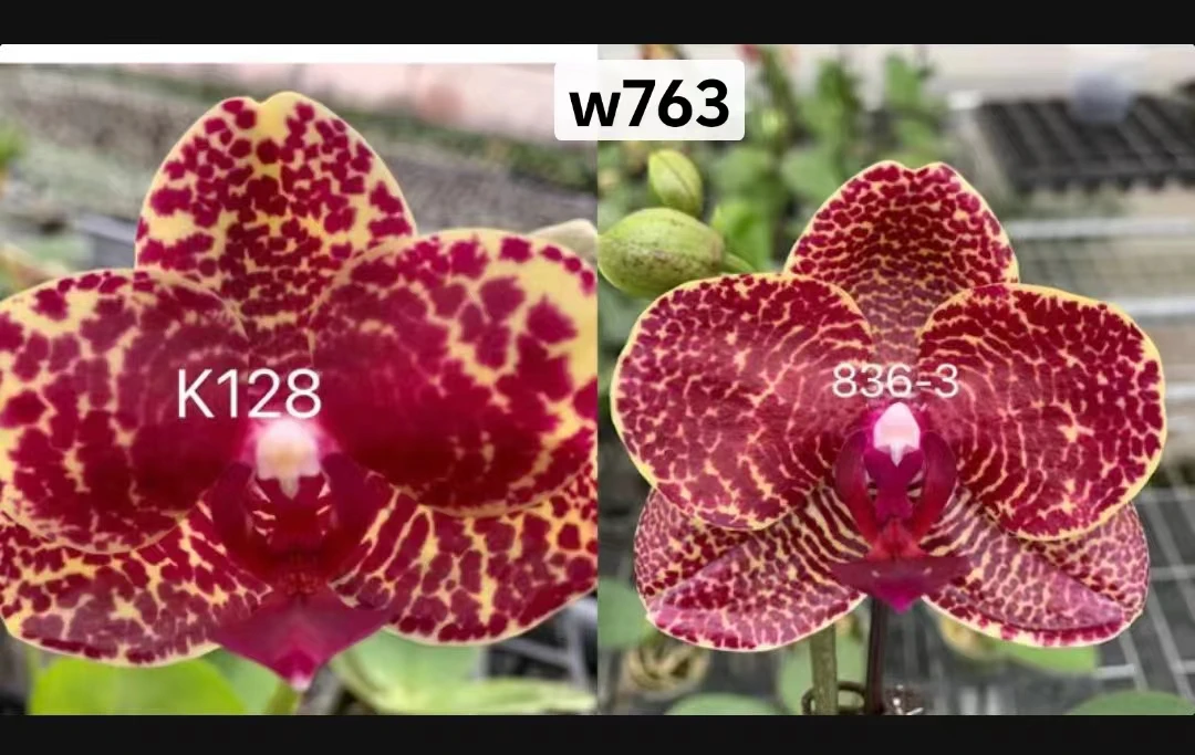【S763】实生苗蝴蝶兰1.7寸杯苗