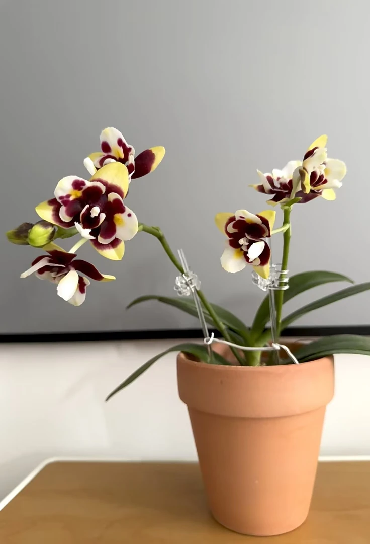 【复仇女神】蝴蝶兰2.8寸杯苗