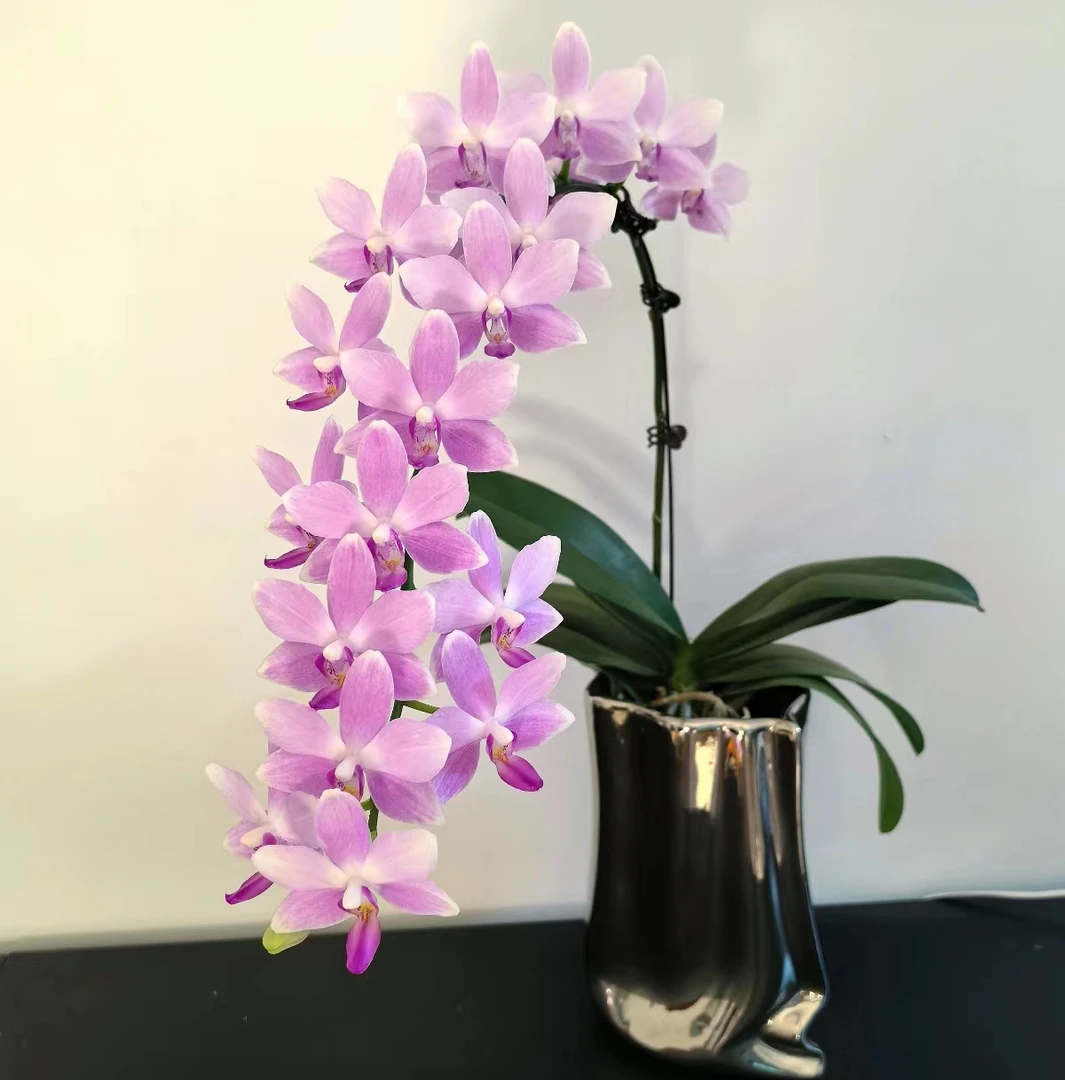 【紫水仙】蝴蝶兰2.8寸杯苗