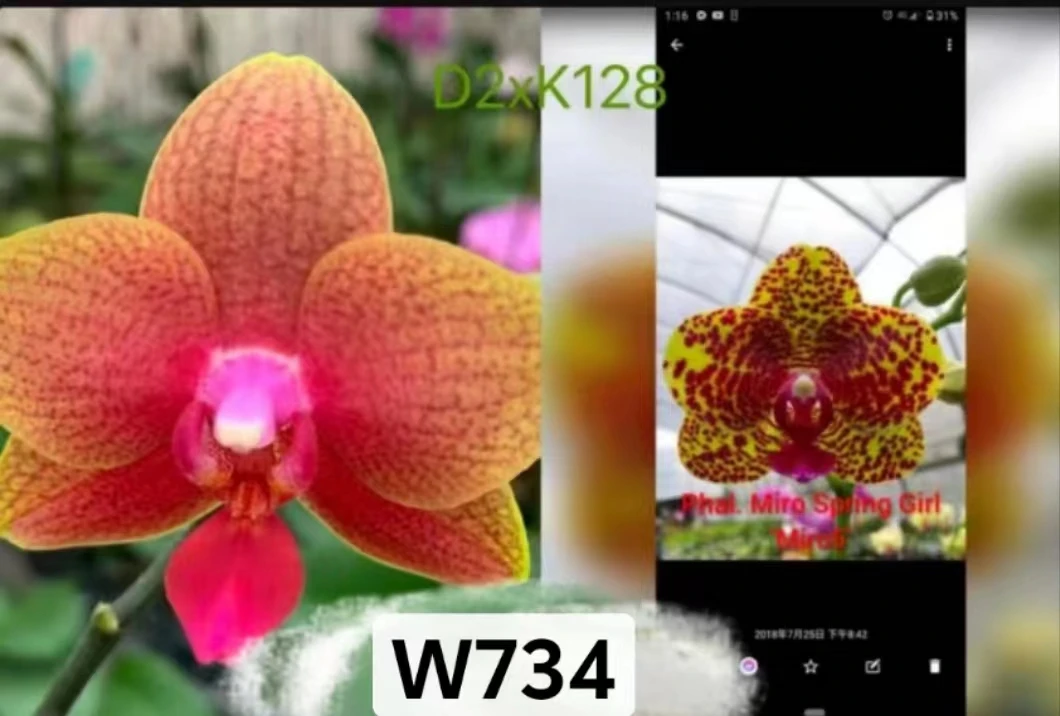 【S734】实生苗蝴蝶兰1.7寸杯苗