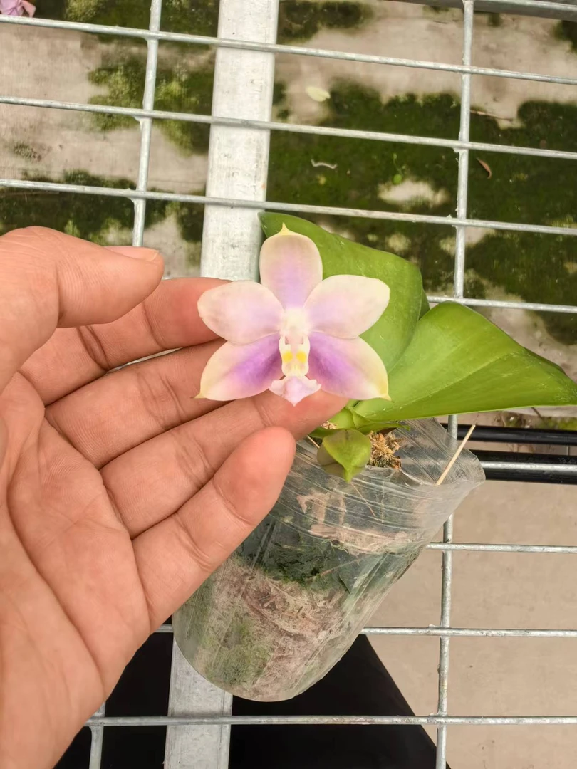 【cap109136】原生苗蝴蝶兰2.5寸杯苗