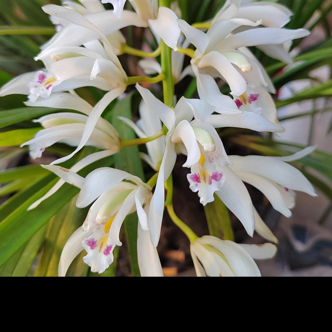 各种兰花，一物一拍【雪兰，独占春，象牙白等】庭院绿色美观裸根