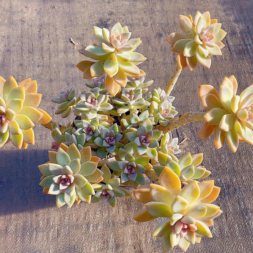 老桩淡雪 多肉植物 好看好养 净化空气