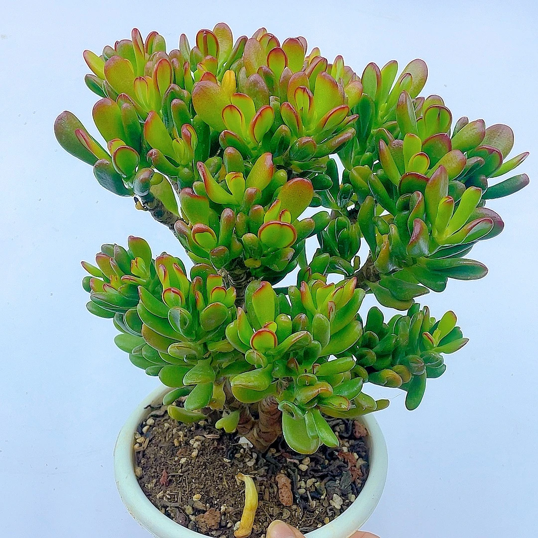 招才猫 整桩 脱土 多肉植物 美观 净化空气