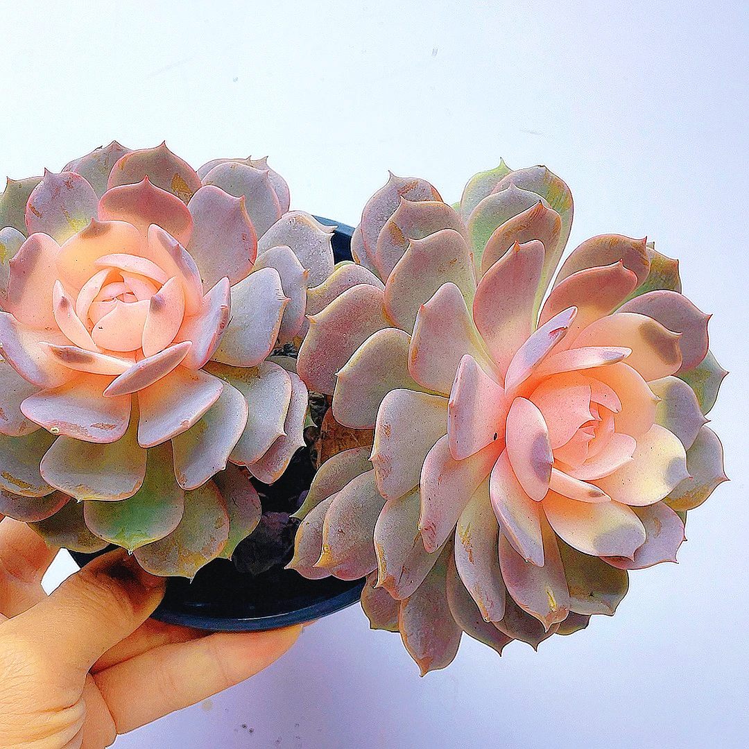 紫霞仙子 拍一发二（原盆原土）多肉植物 美观