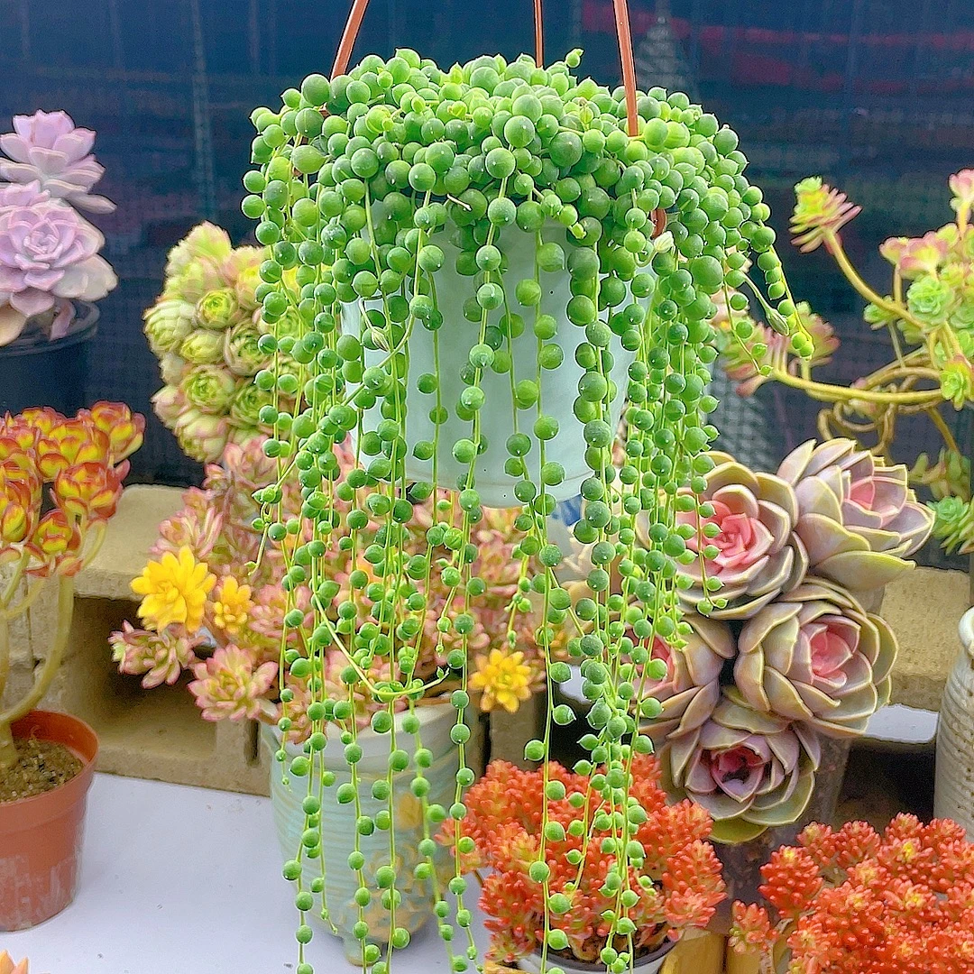 佛珠 多肉植物 带盆土