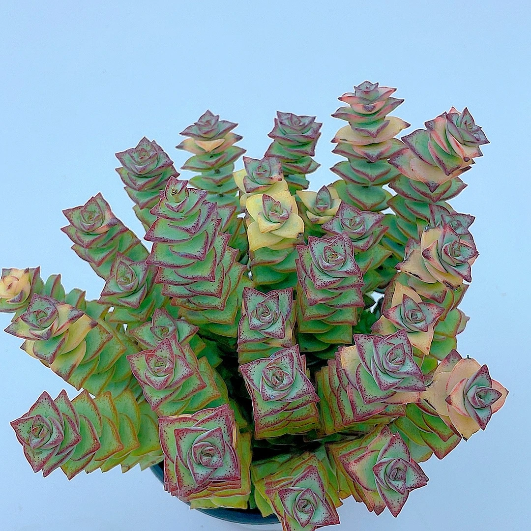 前多多（原盆原土）盆栽多肉植物