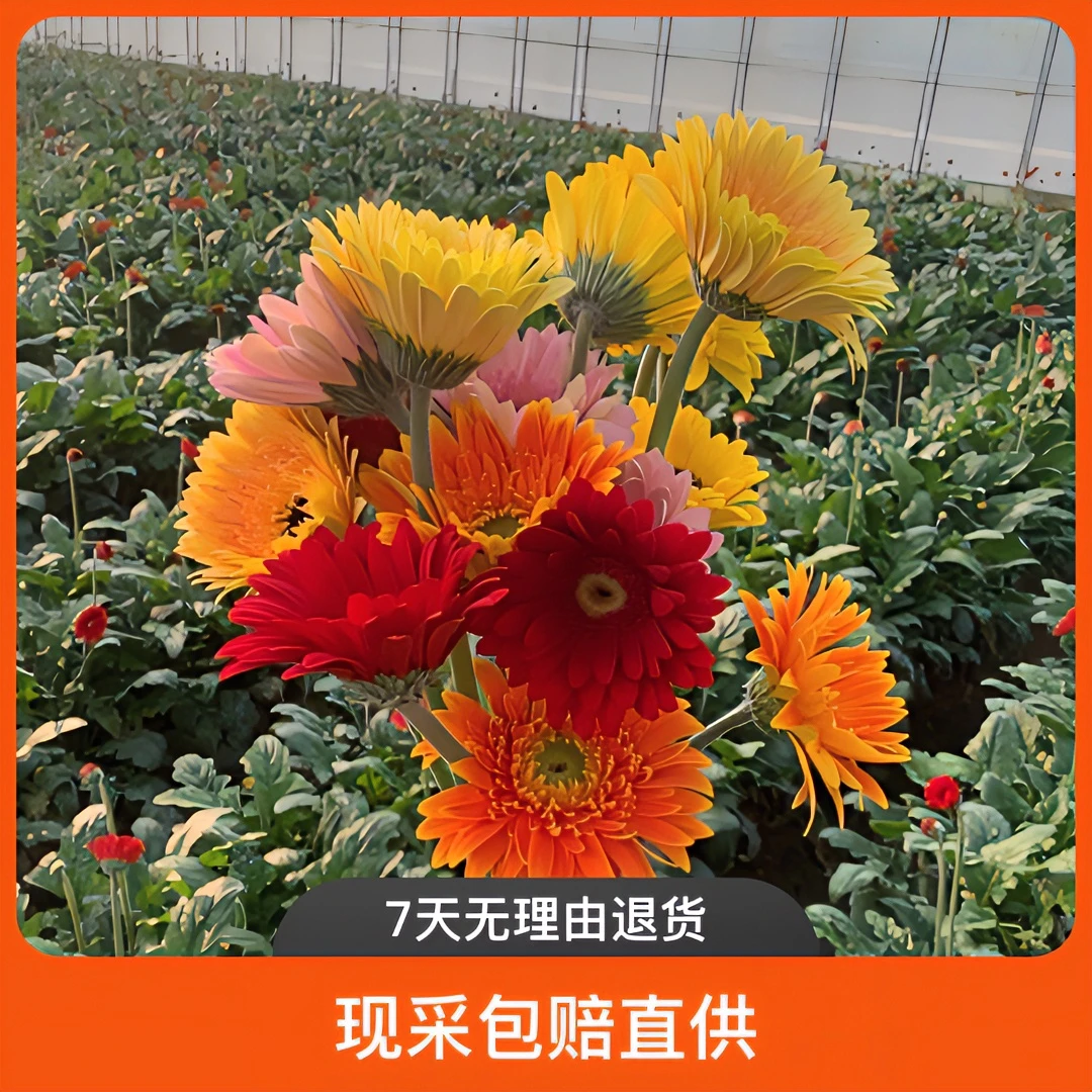 非洲菊鲜切花山东发货扶郎花旺夫花弗朗客厅现采基地直供