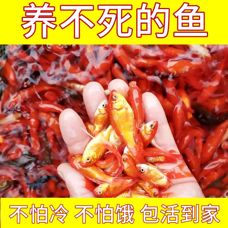 草金鱼观赏鱼金鱼苗养不死好养耐活冷水鱼鱼苗批发锦鲤鱼的小宠物