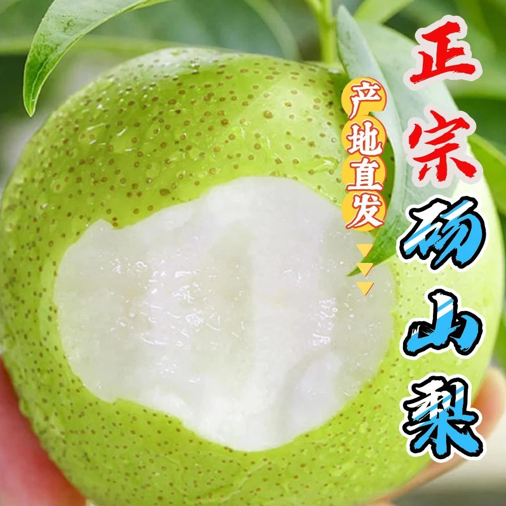 皇冠梨 正宗砀山青皇冠梨 大果梨 青皮梨 爽口多汁脆甜(现摘现发)