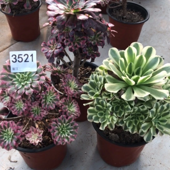 法师多肉植物组合法师多肉植物组合3521