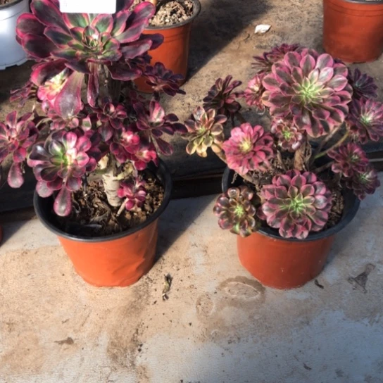 法师多肉植物组合花**娘法师多肉植物组合3471