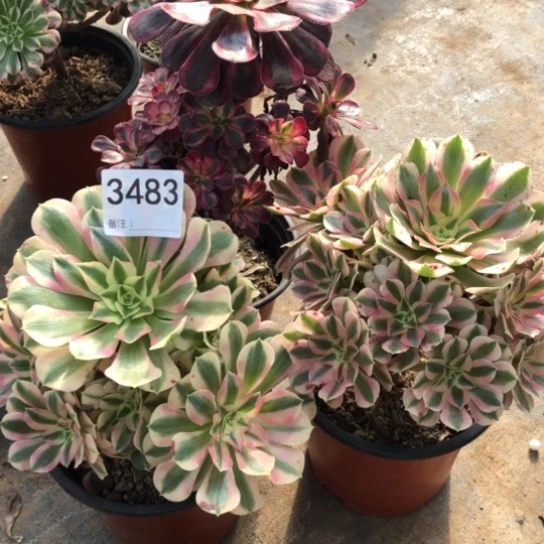 法师多肉植物组合法师多肉植物组合3483