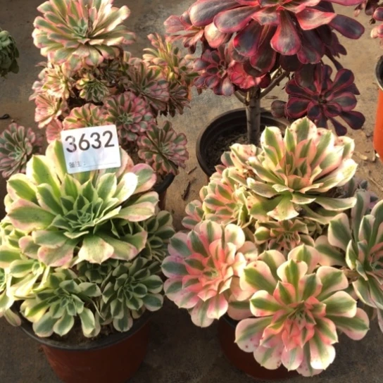 法师多肉植物组合法师多肉植物组合3632