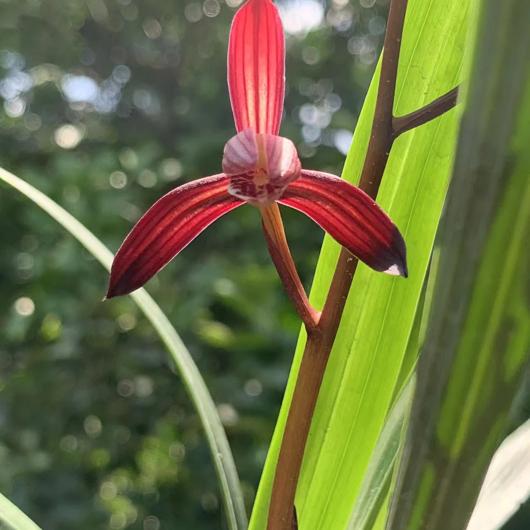 川娃兰苑直播间拍兰专用 春兰春剑莲瓣兰四季兰