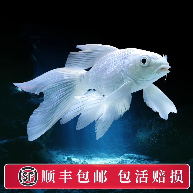 【白色普身，10-13公分】蝴蝶鲤精品活体观赏鱼群游鱼养鱼混养饲养