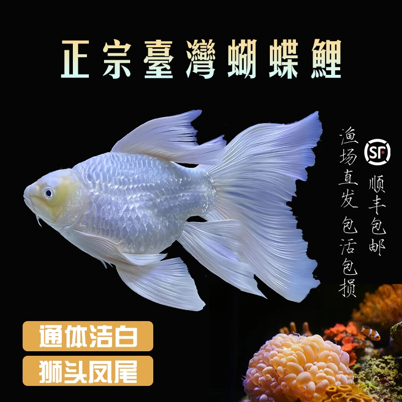 【爆款】蝴蝶鲤白色亚成体（18-21公分）精品活体观赏鱼养鱼饲养鱼缸