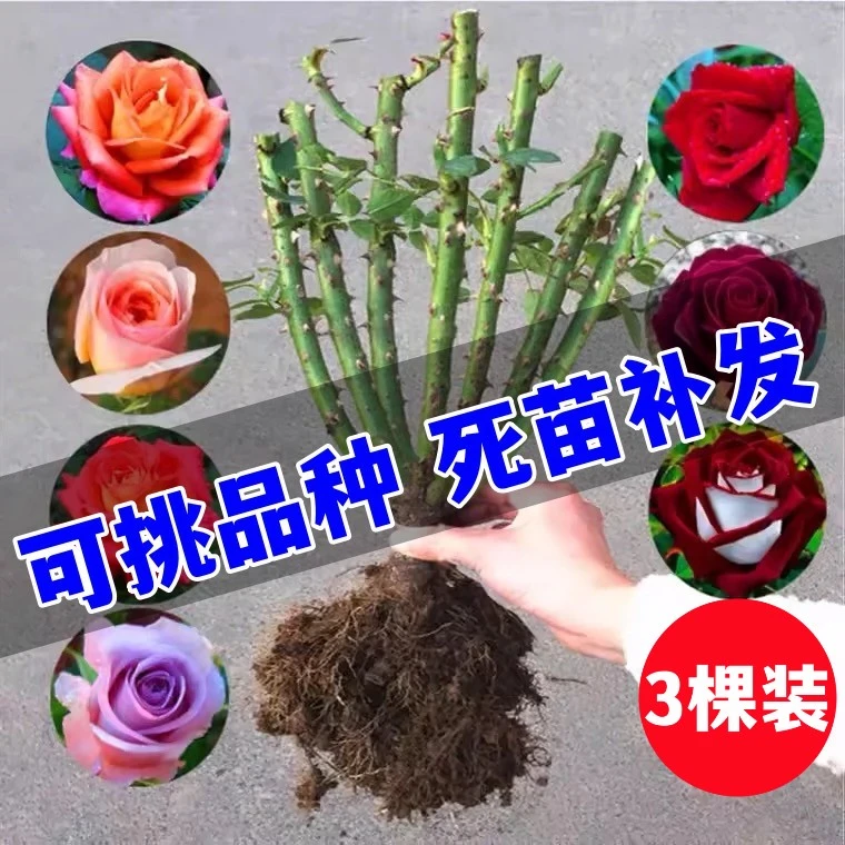 精选云南玫瑰老桩四季开花阳台庭院绿植盆栽花卉月季花苗基地发货