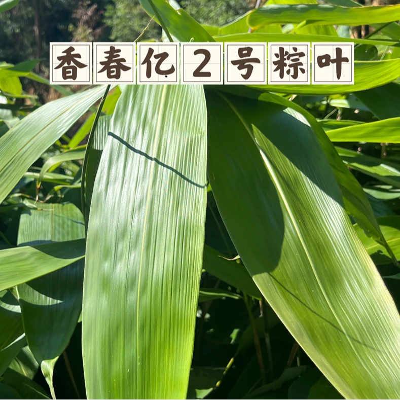 香春亿粽叶长叶品种