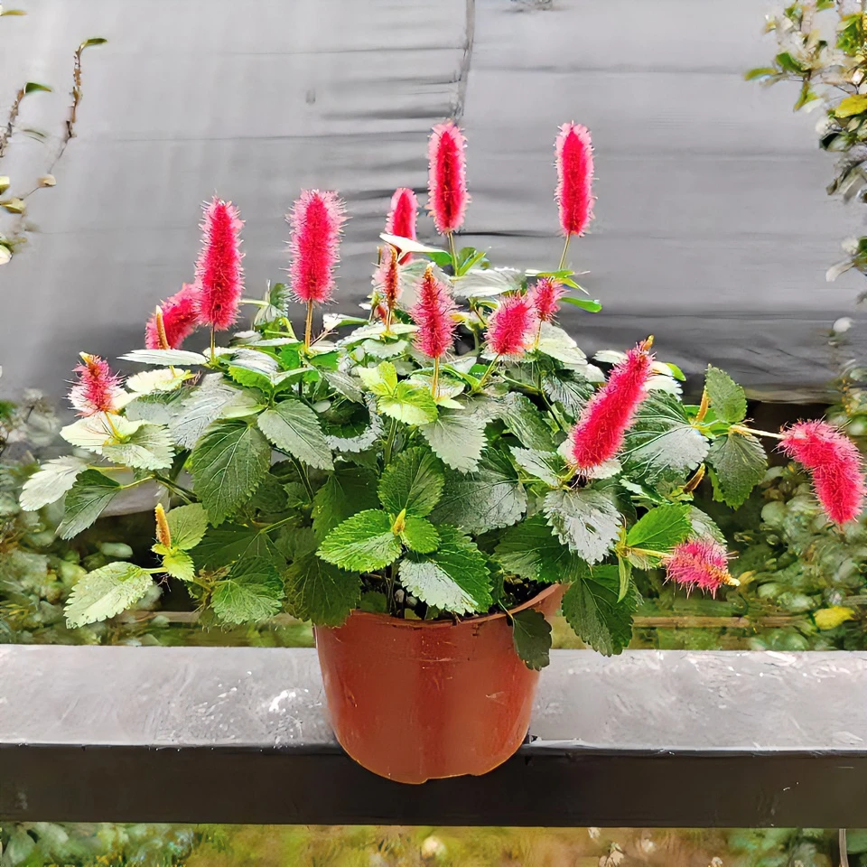 红缨吊兰岁岁红盆栽狗尾红四季开花好养吸甲醛垂吊花卉植物室内