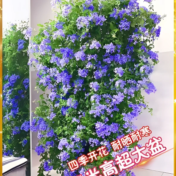 蓝雪花柱盆栽原盆原土发货多年生老桩耐晒耐热四季开花爆花机器