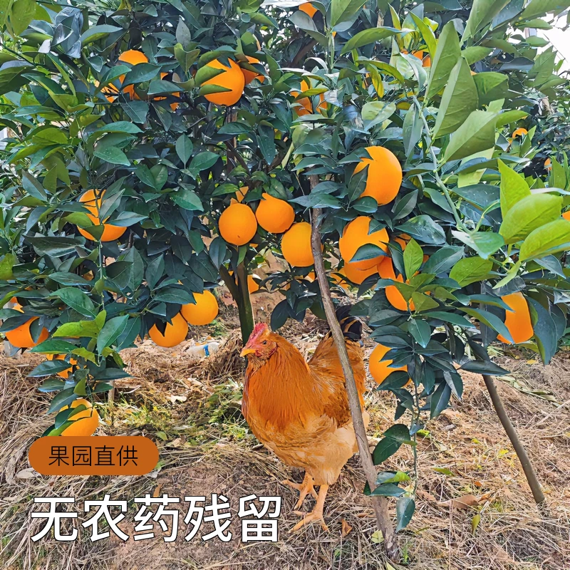 江西正宗赣南脐橙果园直供天然生鲜水果皮薄赣南橙子甜橙