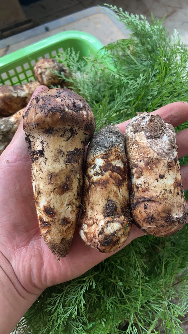 2025云南南华高海拔现挖松茸野生顺丰冷链包邮