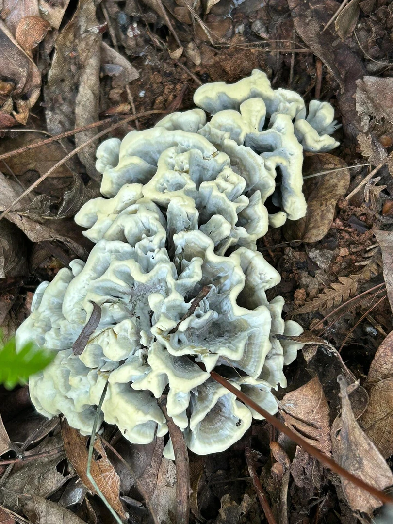 云南楚雄高海拔深山野生干巴菌