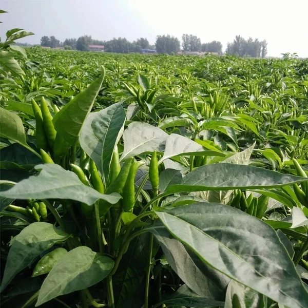 青朝天椒小米椒指天椒现摘现发新鲜直达农家自种产地直销泡椒包邮