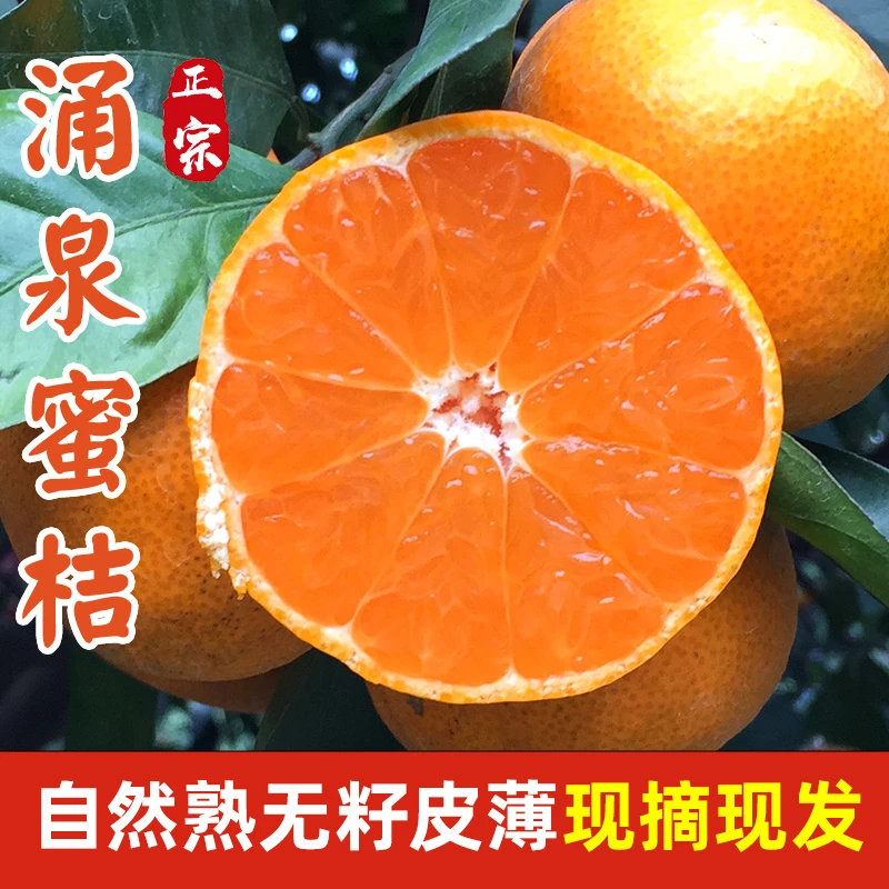 【9A】正宗台州临海涌泉蜜桔子现摘好吃当季新鲜水果无籽橘子5斤装