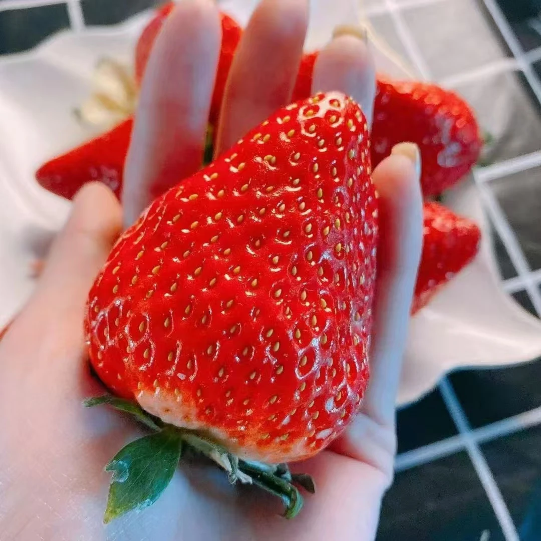 【现货现发】丹东99草莓当天现摘现发牛奶草莓红颜新鲜应季顺丰包邮