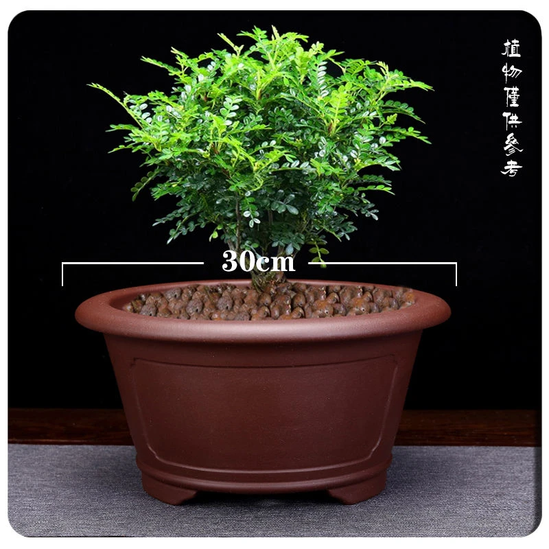 宜兴紫砂花盆君子兰蝴蝶兰多肉金弹子绿萝阳台大口径陶瓷盆景盆