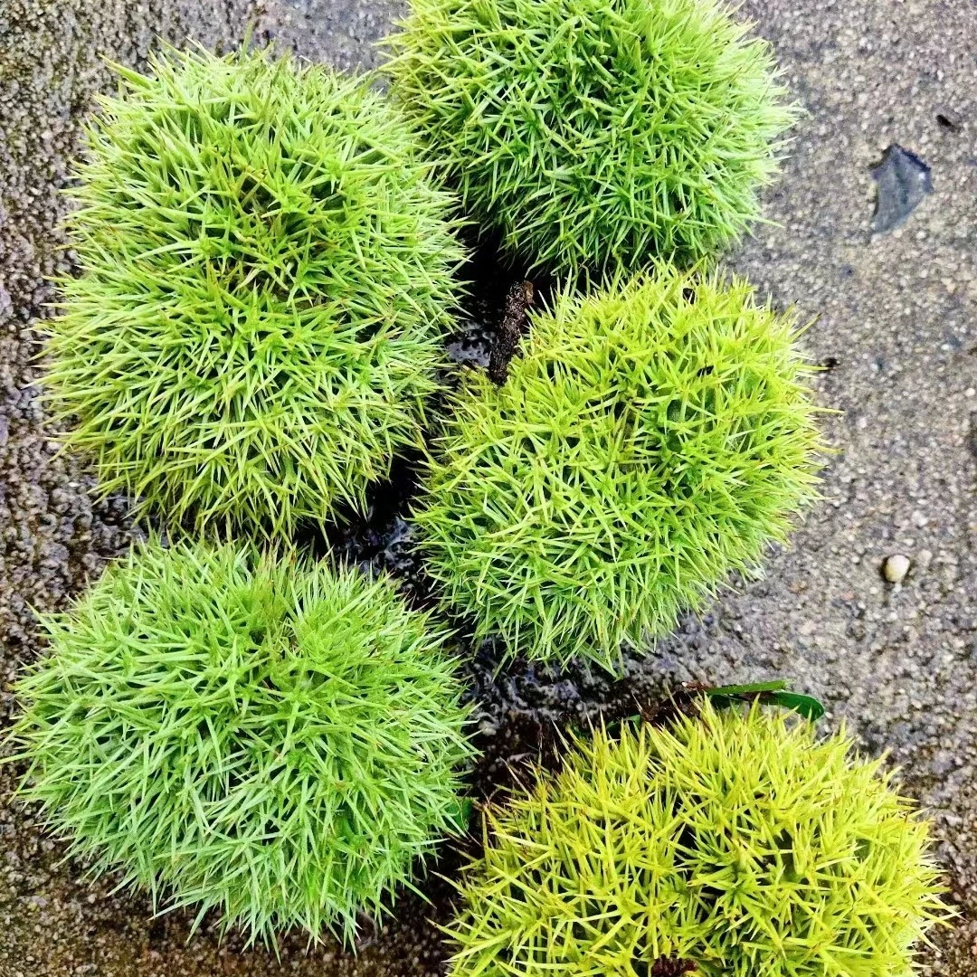 麻城盐田河新鲜的板栗刺球现打现发3斤5斤带刺装箱包邮新鲜有营养