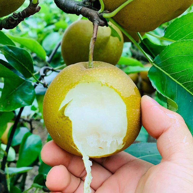 翠冠梨青皮薄皮麻梨子脆甜多汁木牌楼手工采摘水果皇冠砀山黄花梨