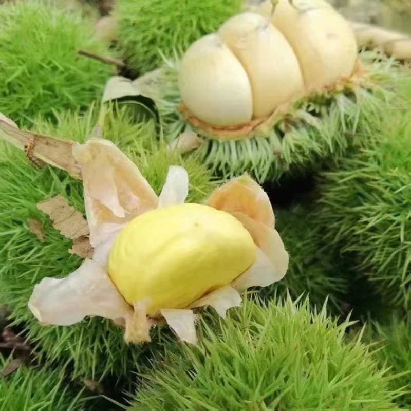 麻城盐田河新鲜的板栗刺球现打现发5斤带刺装箱包邮新鲜有营养