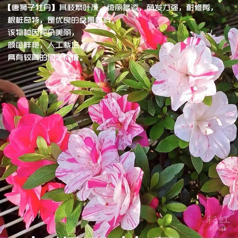 皋月杜鹃花唐狮子牡丹重瓣多色耐寒耐热阳台庭院种植