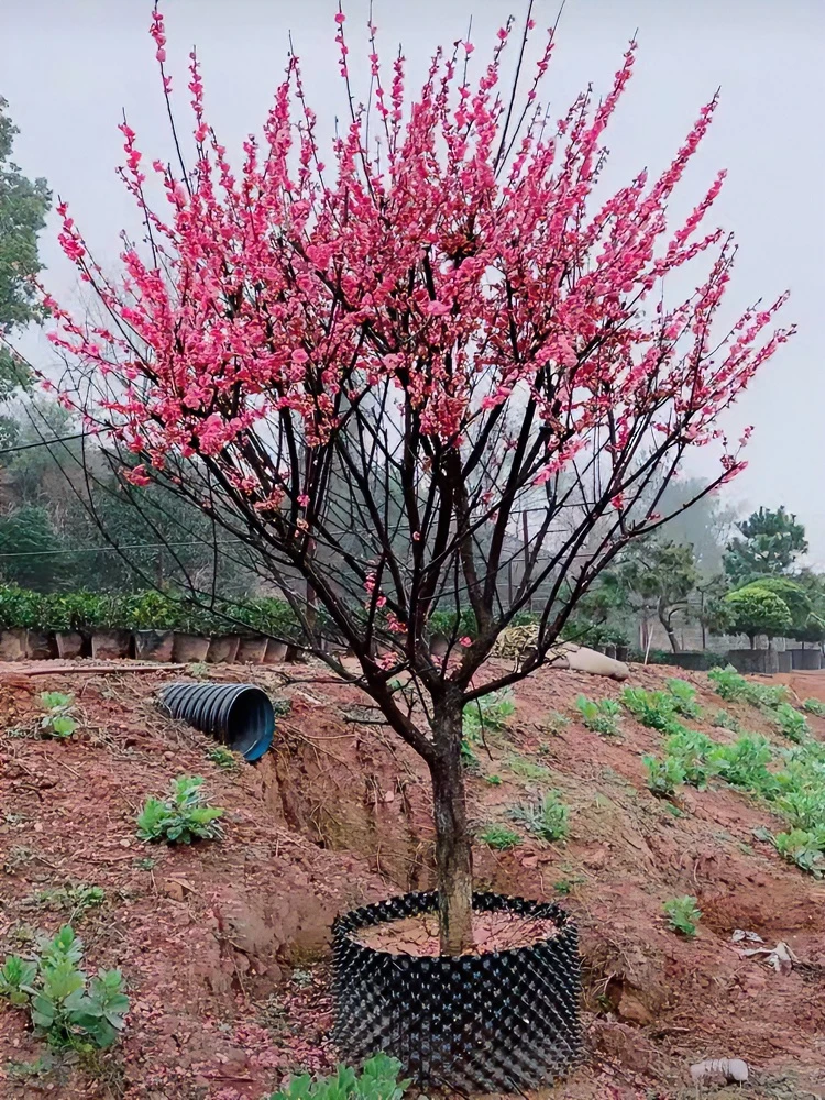 红梅 绿梅 各种梅花