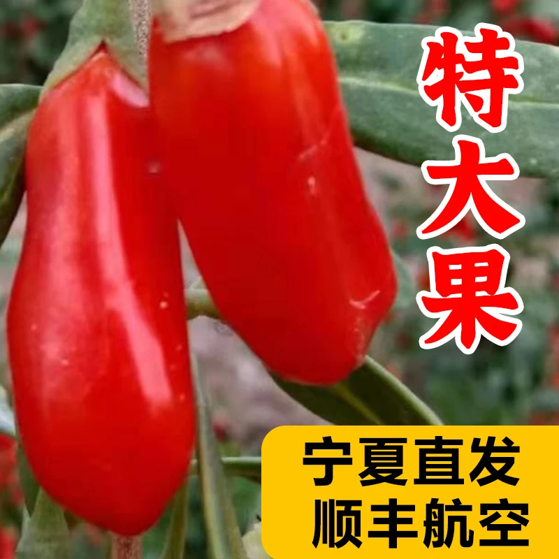 头茬新鲜鲜果枸杞子宁夏中宁水果枸杞大颗粒礼盒装500g大果产地