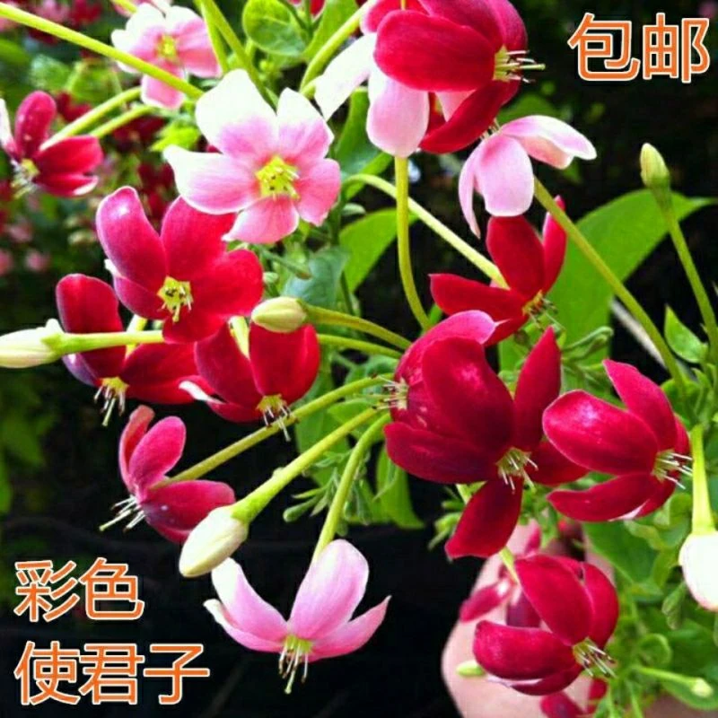 使君子花苗爬藤植物室内外重瓣藤类攀爬花卉阳台围墙花水君子花苗