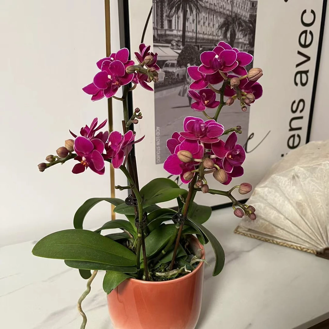【小红花】蝴蝶兰室内盆栽花卉绿植长花期精选带花带花苞发货