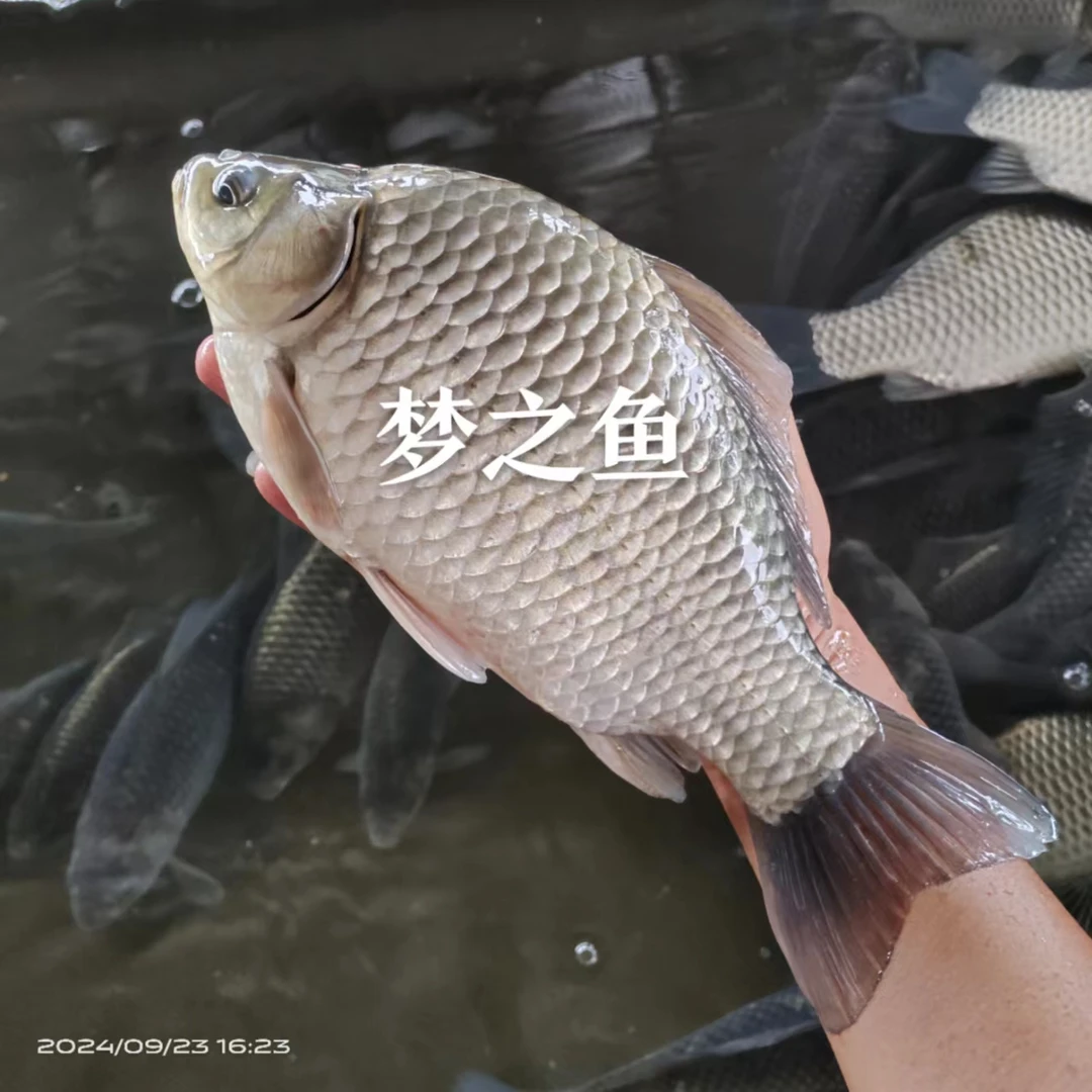 大板鲫鱼 鲫鱼 中科五号鲫鱼 大白鲫 高背鲫 银鲫大型包赔