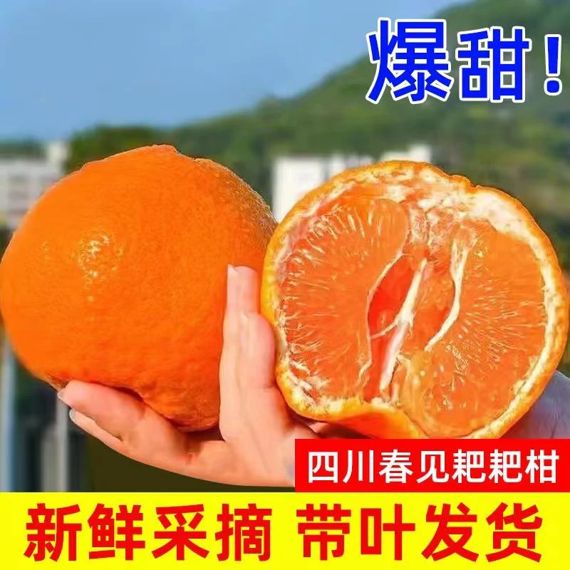 【年货优选】正宗四川春见耙耙柑 粑粑柑 香甜多汁 现货现发