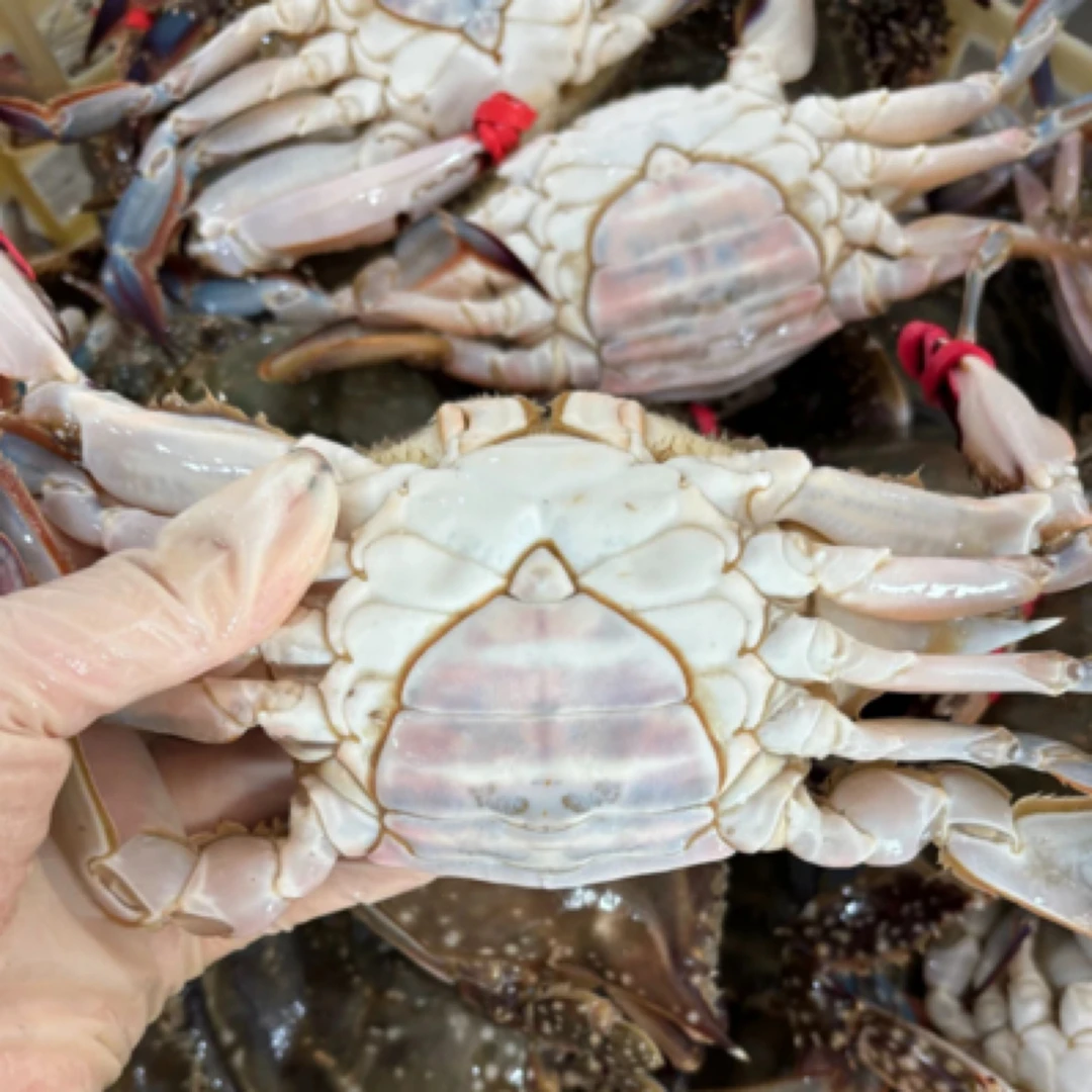 (保鲜不保活)梭子蟹3 斤母蟹 (单只3-5两)