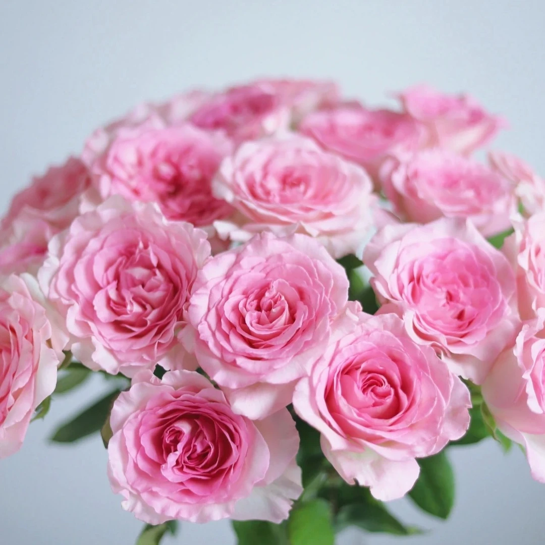 A级精选20枝洛神单头玫瑰 云南鲜花基地直发  生鲜不支持发货退货